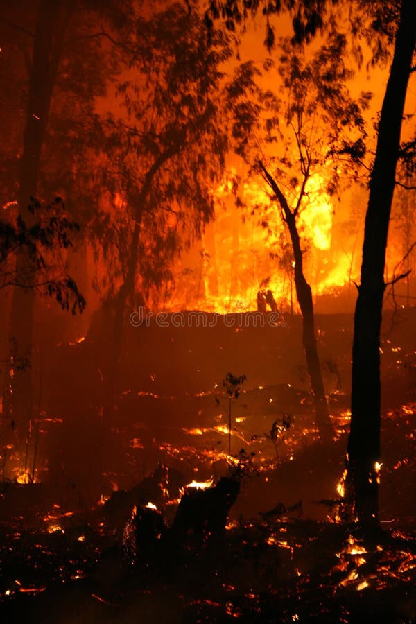 Bushfire/Wildfire closeup at night. Bushfire/Wildfire closeup at night