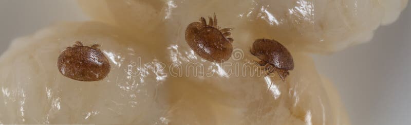 Varroa destructor bee parasite - microscope photo