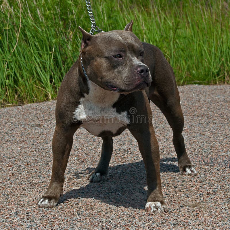 Varón americano del terrier del pitbull fotografía de archivo Varón americano del terrier del pitbull fotografía de archivo