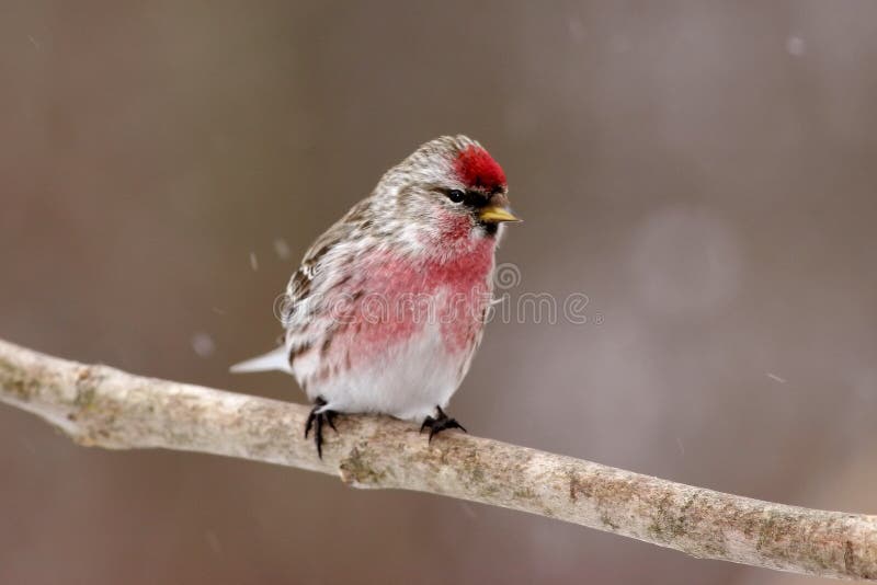 Varón común del Redpoll foto de archivo Varón común del Redpoll foto de archivo