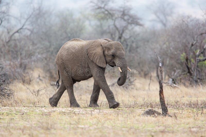 Varón del elefante que camina en el varón nacional de Kruger ParkCheetah en Masai Mara foto de archivo Varón del elefante que camina en el varón nacional de Kruger ParkCheetah en Masai Mara foto de archivo