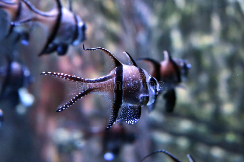 Var?n del kauderni de Pterapogon y cardenales de sexo femenino imagenes de archivo Var?n del kauderni de Pterapogon y cardenales de sexo femenino imagenes de archivo