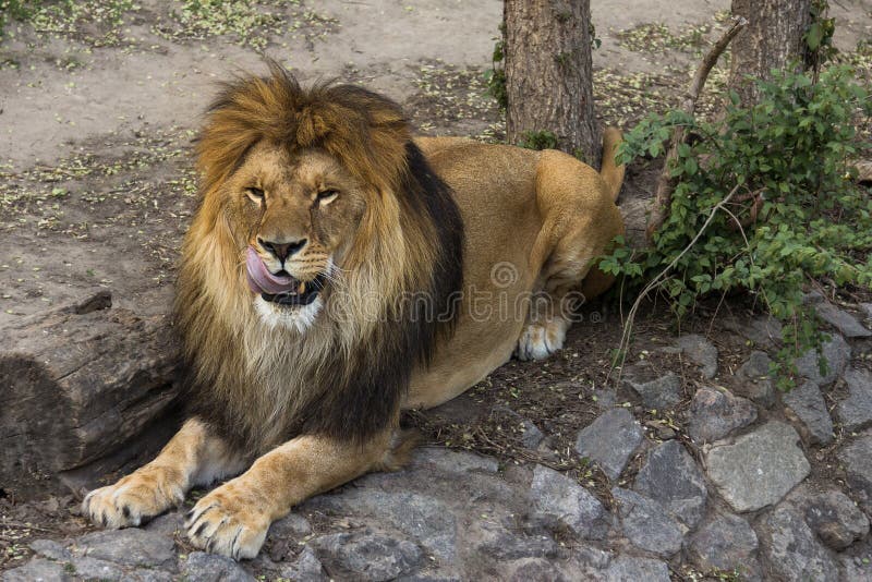 Varón del león que se lame los labios imagen de archivo Varón del león que se lame los labios imagen de archivo