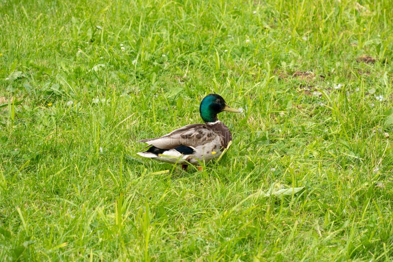 Varón del pato del pato silvestre en un prado fotos de archivo Varón del pato del pato silvestre en un prado fotos de archivo