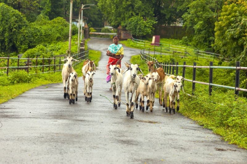 Vasai, maharashtra, la INDIA - 22 de septiembre de 2018: Una mujer india no identificada lleva sus cabras al pasto el 22 de septi foto de archivo libre de regalías Vasai, maharashtra, la INDIA - 22 de septiembre de 2018: Una mujer india no identificada lleva sus cabras al pasto el 22 de septi foto de archivo libre de regalías