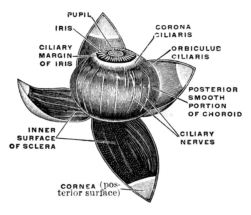 Vascular Coat of the Eye, Vintage Illustration Stock Vector