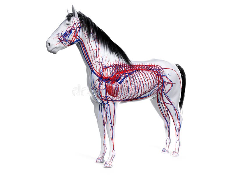 Horse Anatomy Heart Stock Illustrations 118 Horse Anatomy Heart Stock