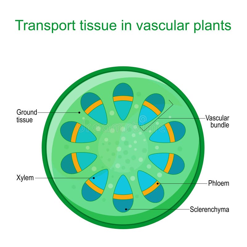 Draw and label the arrangement of vascular tissue in a monoc | Quizlet