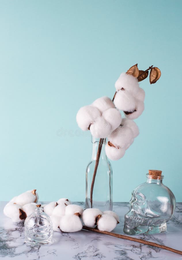 Vase with Branch of White Soft Cotton on Blue Background Stock Photo