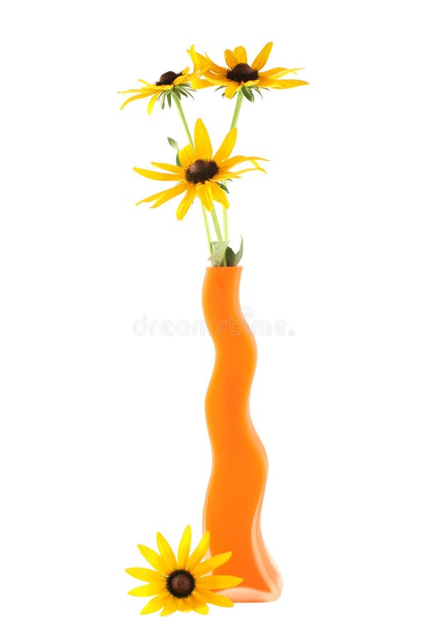 Vase with cone flowers on a white background. Wedding cone stock images, royalty-free photos and pictures