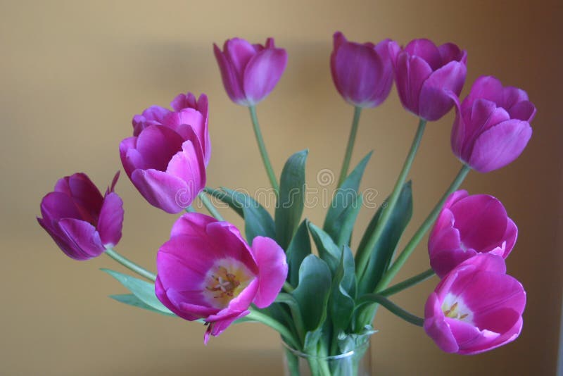 Vase of Purple Tulip Flowers Stock Photo Image of beautiful, purple 109970