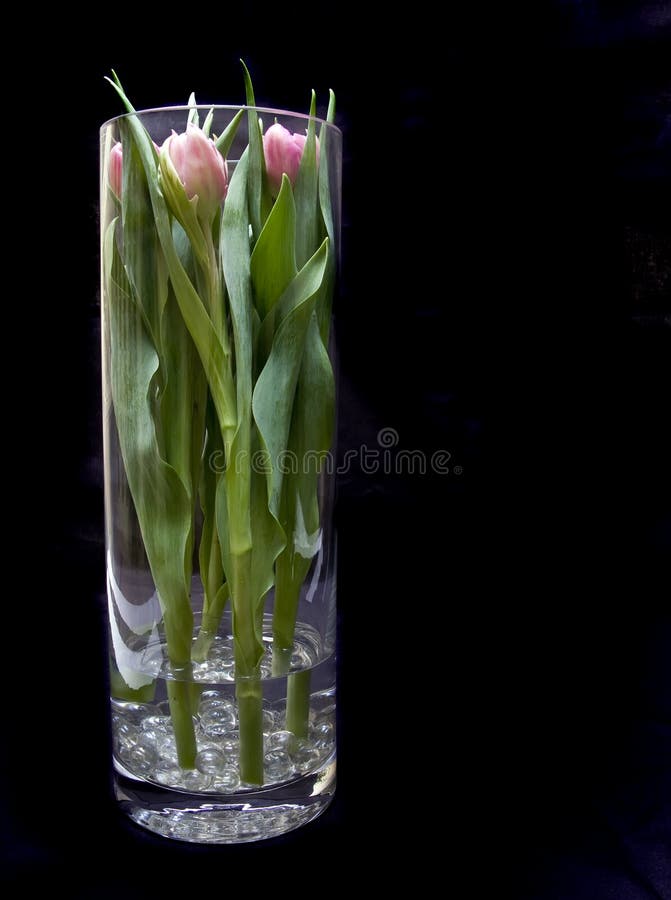 Vase of tulips royalty free stock photos Vase of tulips royalty free stock photos