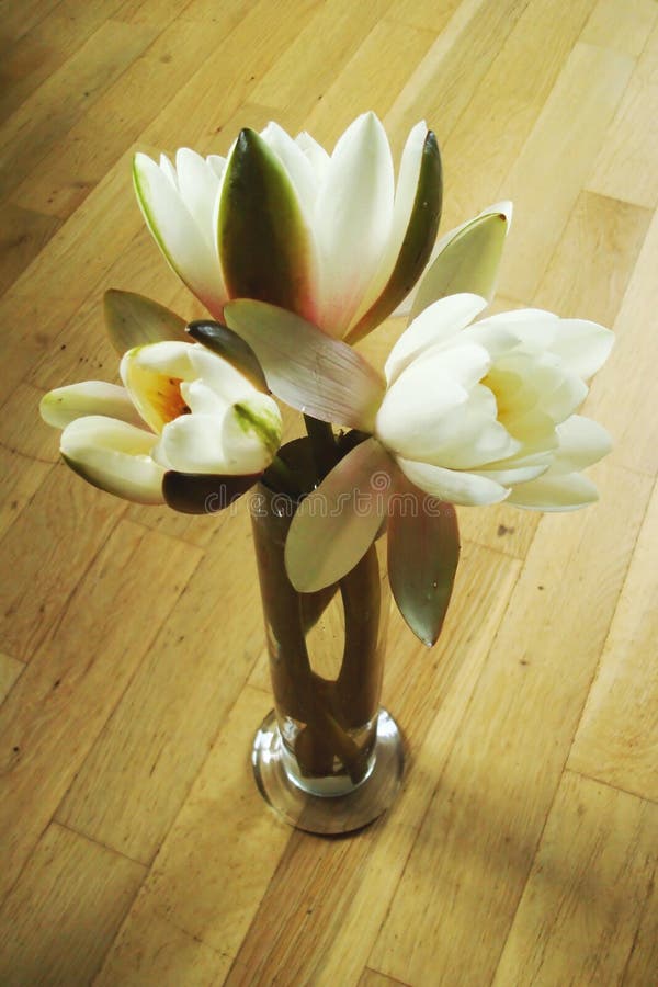 Vase with waterlilies stock image. Image of brown, parquet 14380049