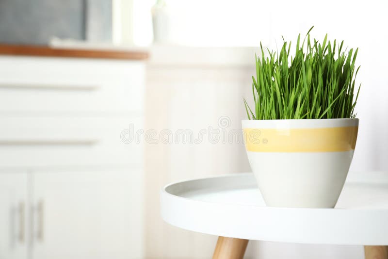 Vaso ceramico con l'erba fresca del grano sulla tavola contro fondo vago immagini stock Vaso ceramico con l'erba fresca del grano sulla tavola contro fondo vago immagini stock