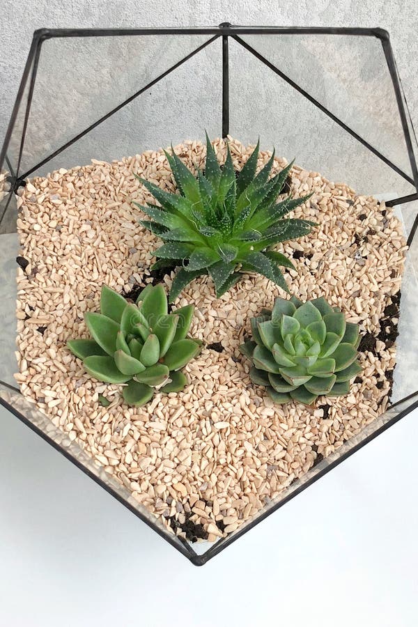 Vaso de vidro do florarium com plantas suculentos e o cacto pequeno na tabela branca Jardim pequeno com cactuse diminuto Planta i fotografia de stock royalty free Vaso de vidro do florarium com plantas suculentos e o cacto pequeno na tabela branca Jardim pequeno com cactuse diminuto Planta i fotografia de stock royalty free