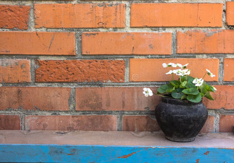 Vaso Nero Con I Fiori Bianchi Su Un Fondo Del Muro Di ...