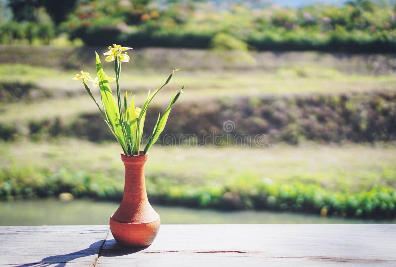 Vaso vegetativo da mesa de madeira com fundo verde-natural - Lindas flores amarelas em vaso com luz solar ligada fotografia de stock Vaso vegetativo da mesa de madeira com fundo verde-natural - Lindas flores amarelas em vaso com luz solar ligada fotografia de stock