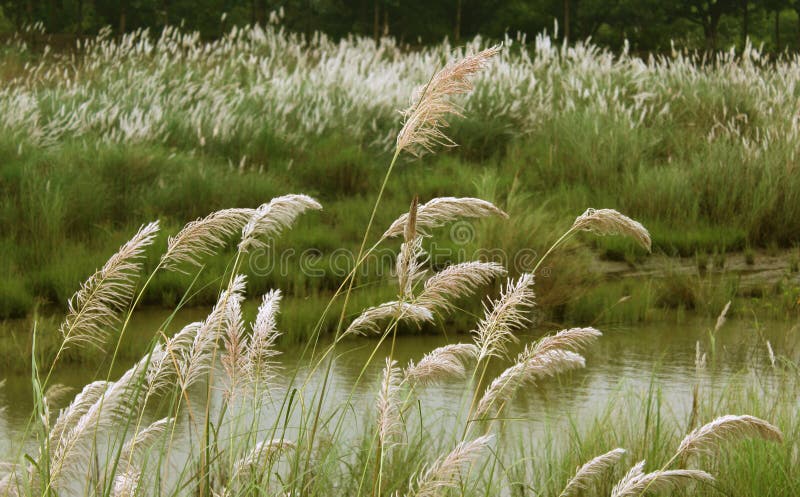 Vasser med naturligt landskap för flodgräsplan