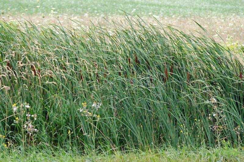 Vassfält royaltyfri bild Vassfält royaltyfri bild