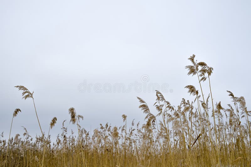 Vassouras secas dos juncos contra um céu nebuloso Fundo natural imagem de stock Vassouras secas dos juncos contra um céu nebuloso Fundo natural imagem de stock