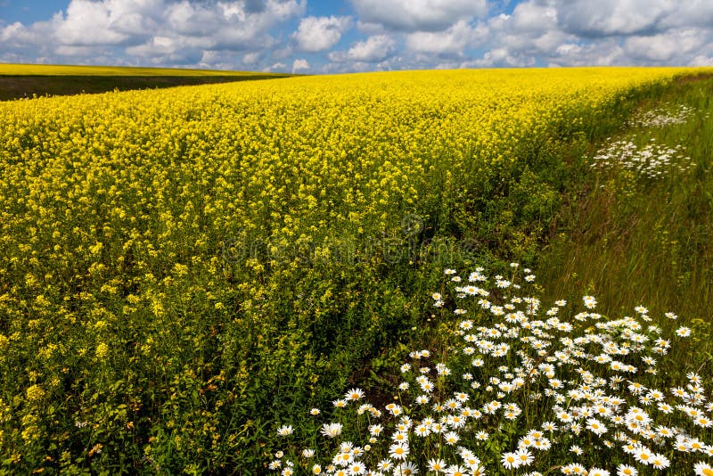 Vast Fields of Daisies and Flowering Mustard in Russia Stock Image