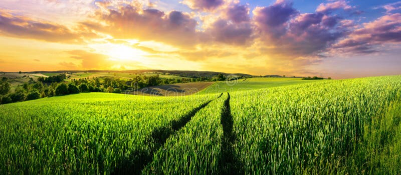 Vast green field at gorgeous sunset