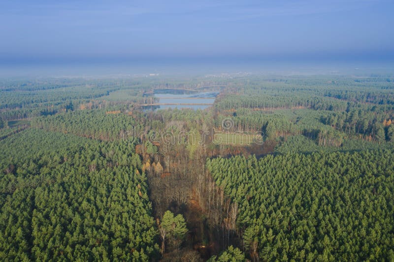 Misty autumn morning over a pine forest. View from the drone.