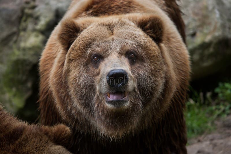 Mainland grizzly (Ursus arctos horribilis). Wildlife animal. Mainland grizzly (Ursus arctos horribilis). Wildlife animal.