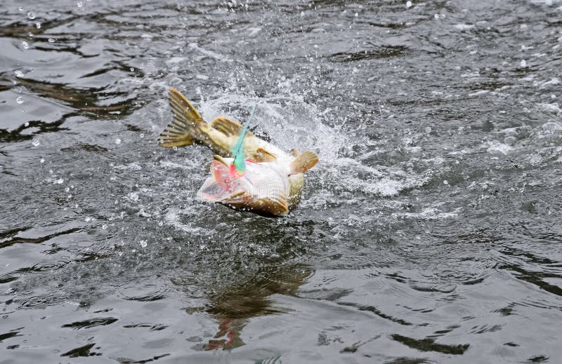 Vastgehaakte snoeken die en uit het water met snoeken visserijvlieg vechten springen in de mond stock foto's Vastgehaakte snoeken die en uit het water met snoeken visserijvlieg vechten springen in de mond stock foto's