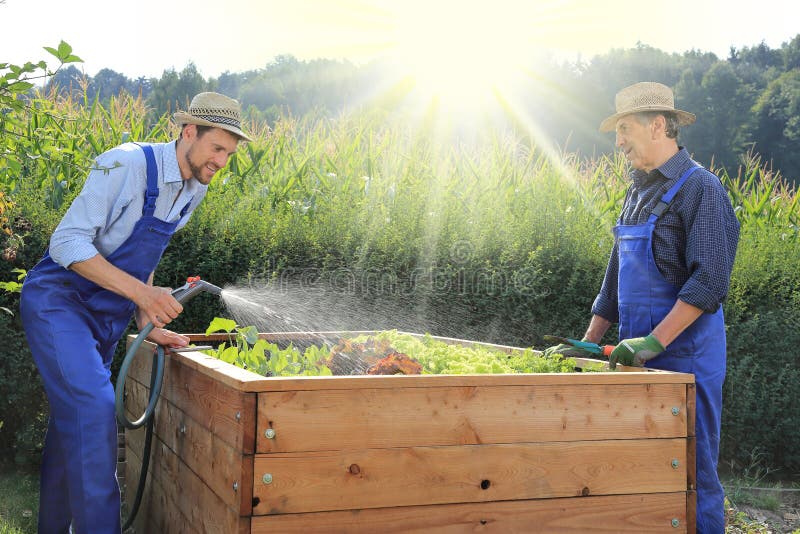 Vater und Sohn, die auf einem angehobenen pflanzenden Bett in einem Garten im Garten arbeiten stockbilder Vater und Sohn, die auf einem angehobenen pflanzenden Bett in einem Garten im Garten arbeiten stockbilder