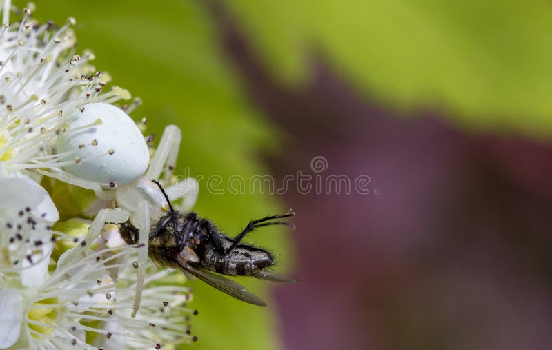 Vatia blanc de Misumen d'araignée de crabe et son ount de proie d'insecte Sur une fleur blanche de spirea photo libre de droits Vatia blanc de Misumen d'araignée de crabe et son ount de proie d'insecte Sur une fleur blanche de spirea photo libre de droits
