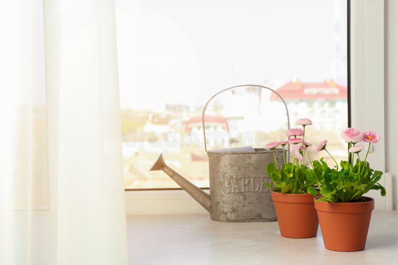 Vattburk och vackra blomningsdagar i krukor på fönsterdäck Fjäderblommor royaltyfri foto