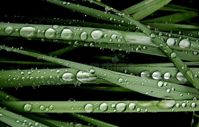 vatten för droppgräsgreen arkivbild vatten för droppgräsgreen arkivbild