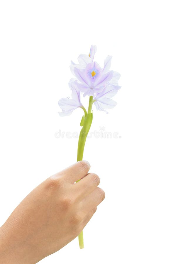 vatten för hyacint för blommahandholding arkivfoton vatten för hyacint för blommahandholding arkivfoton