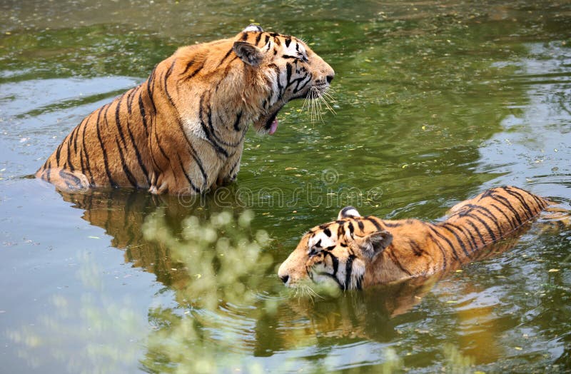 Vatten för tigrar två