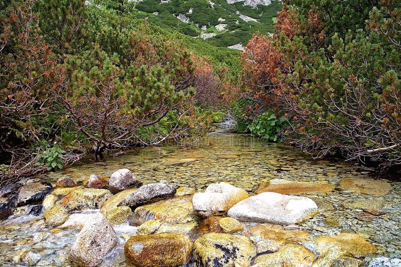 Vatten i bergströmmen som flödar till och med den Mlynicka dalen nära den Skok vattenfallet arkivbilder Vatten i bergströmmen som flödar till och med den Mlynicka dalen nära den Skok vattenfallet arkivbilder