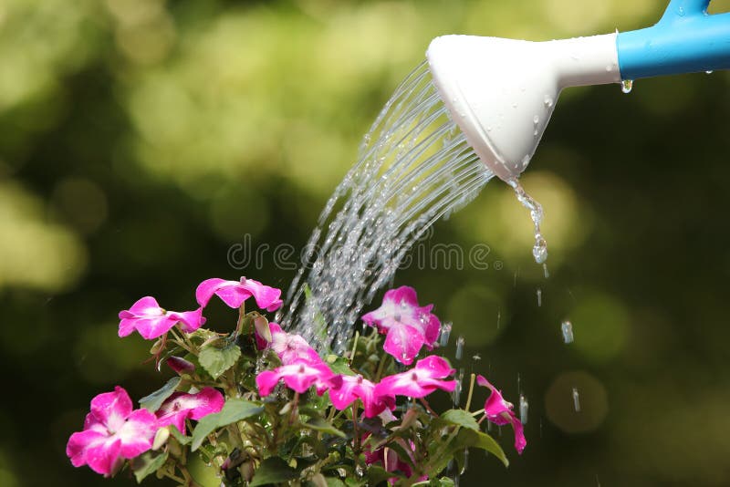 Vatten kan bevattna en blommaväxt royaltyfria bilder Vatten kan bevattna en blommaväxt royaltyfria bilder