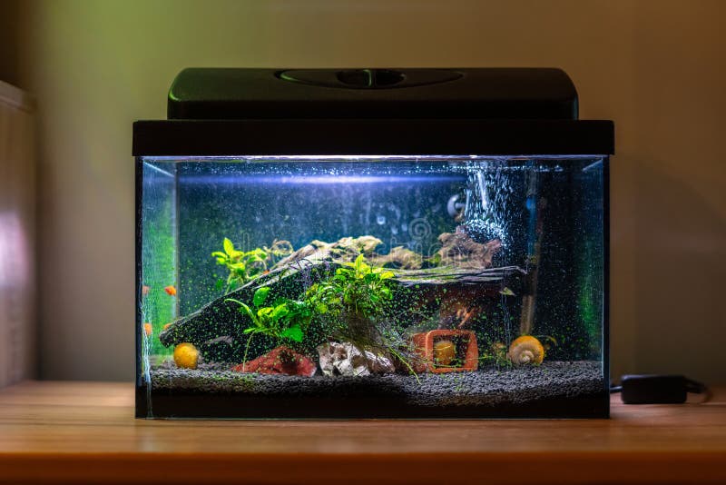 Vattenbruk i små fisktankar med färgade snäckor och fisk hemma på träbord Fiske med sötvattensdjur i rummet royaltyfria foton