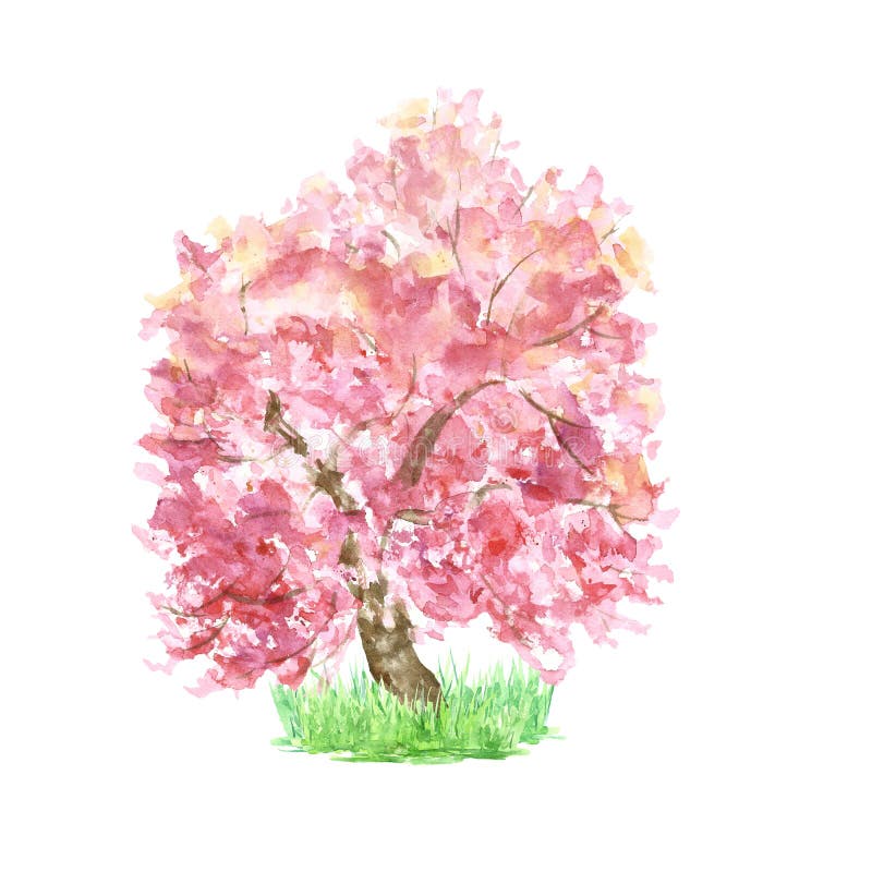 Vattenf?rgv?rsakura tr?d p? isolerat gr?s Rosa blomma f?r k?rsb?rsr?tt tr?d Handen m?lade botaniskt skissar stock illustrationer Vattenf?rgv?rsakura tr?d p? isolerat gr?s Rosa blomma f?r k?rsb?rsr?tt tr?d Handen m?lade botaniskt skissar stock illustrationer