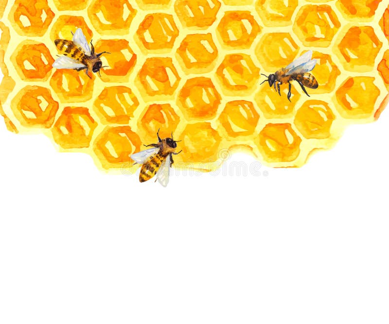 Vattenfärg Honeycomd och bi