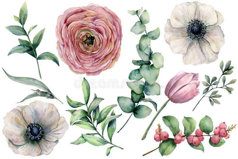 Vattenfärgblommauppsättning med eukalyptussidor Räcka den målade anemonen, ranunculusen, tulpan, bär och filialen som isoleras på stock illustrationer