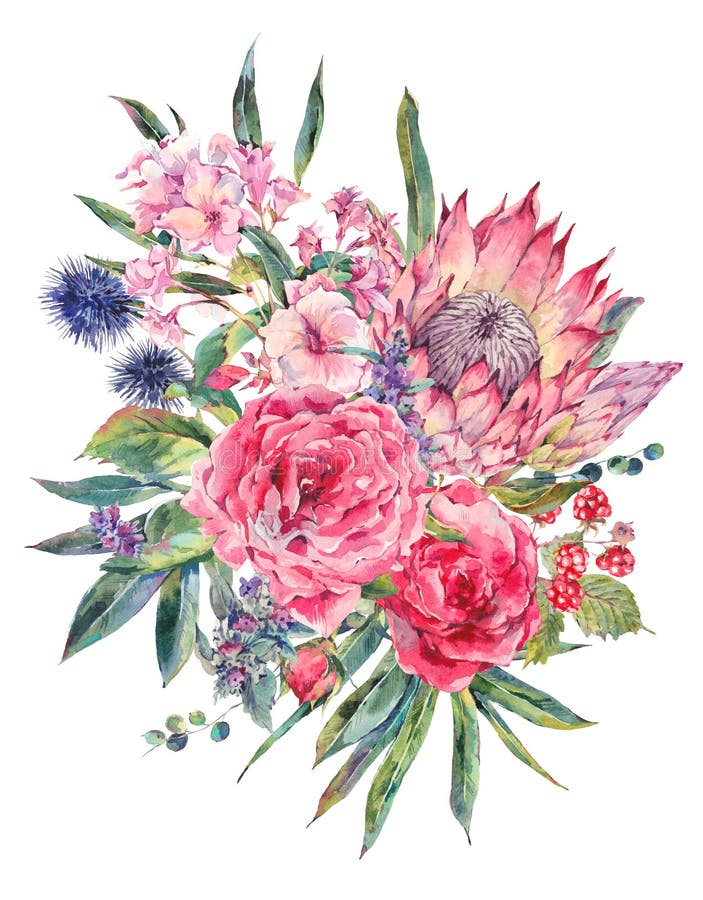 Vattenfärgbukett av rosor, proteaen och vildblommor vektor illustrationer