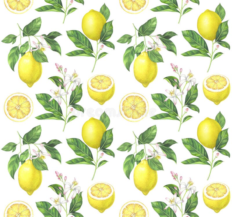 Vattenfärgcitronmodell på vit bakgrund royaltyfri illustrationer Vattenfärgcitronmodell på vit bakgrund royaltyfri illustrationer
