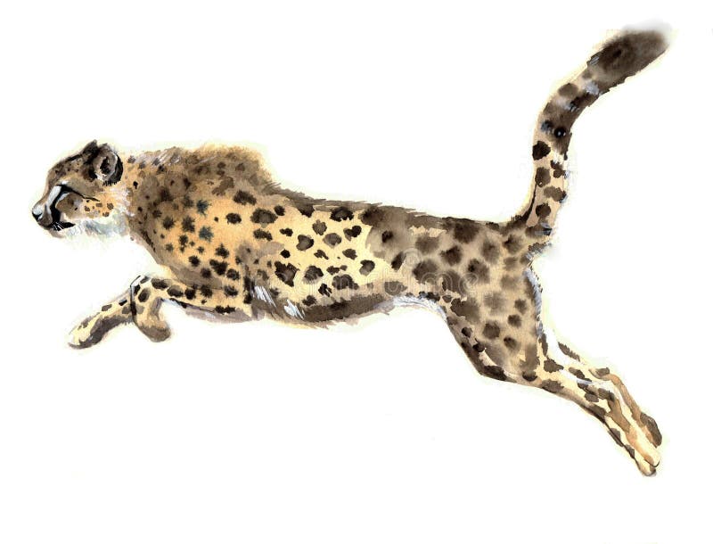 Beautiful cheetah. Watercolor cheetah. Watercolor wild cat. Watercolor wild animals. Watercolor animals. Watercolor pets. Watercolor cheetah on a white background. Watercolor creative poster. Beautiful cheetah. Watercolor cheetah. Watercolor wild cat. Watercolor wild animals. Watercolor animals. Watercolor pets. Watercolor cheetah on a white background. Watercolor creative poster.