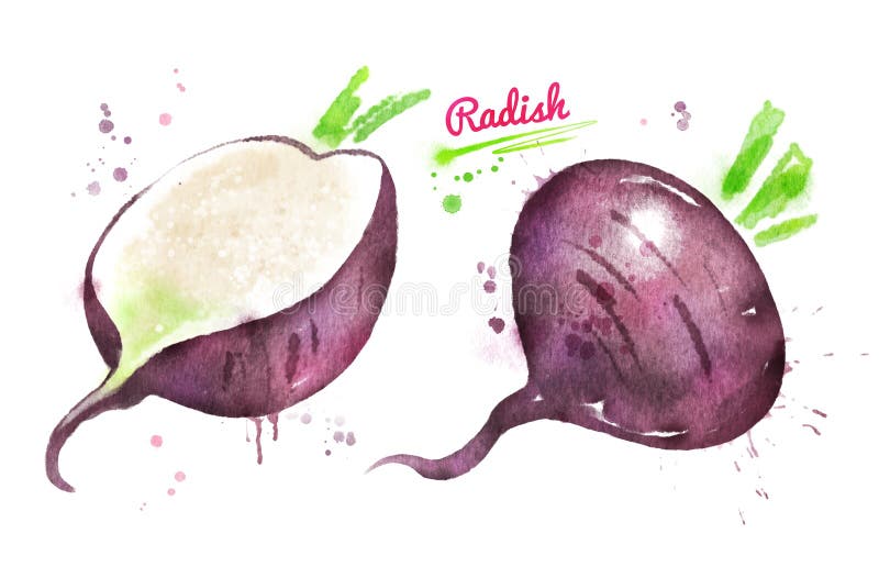 Vattenfärgillustration av den svarta rädisan royaltyfri illustrationer