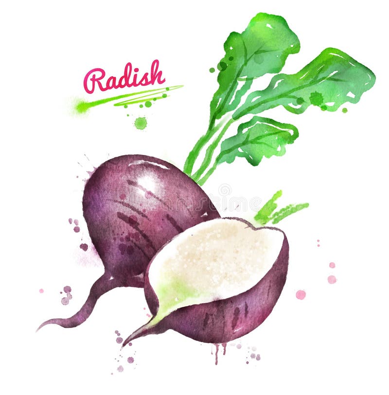 Vattenfärgillustration av den svarta rädisan stock illustrationer