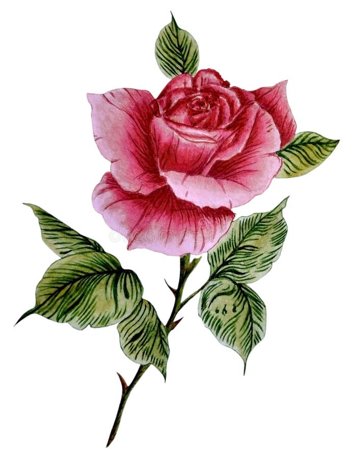 Vattenfärgillustration med en härlig röd ros royaltyfri illustrationer Vattenfärgillustration med en härlig röd ros royaltyfri illustrationer