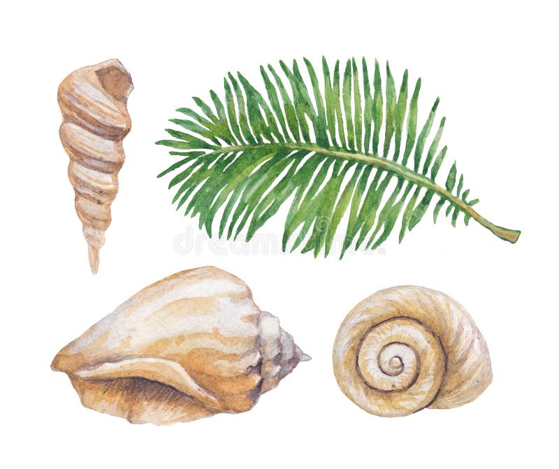 Vattenfärgillustrationer av skal stock illustrationer Vattenfärgillustrationer av skal stock illustrationer