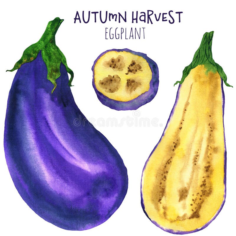 Vattenfärgillustrationuppsättning av eggplan och skivad aubergine royaltyfria bilder Vattenfärgillustrationuppsättning av eggplan och skivad aubergine royaltyfria bilder