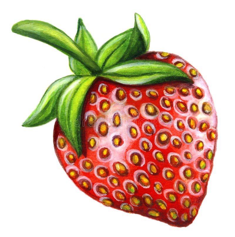 Vattenfärgjordgubbe på vit bakgrund stock illustrationer Vattenfärgjordgubbe på vit bakgrund stock illustrationer